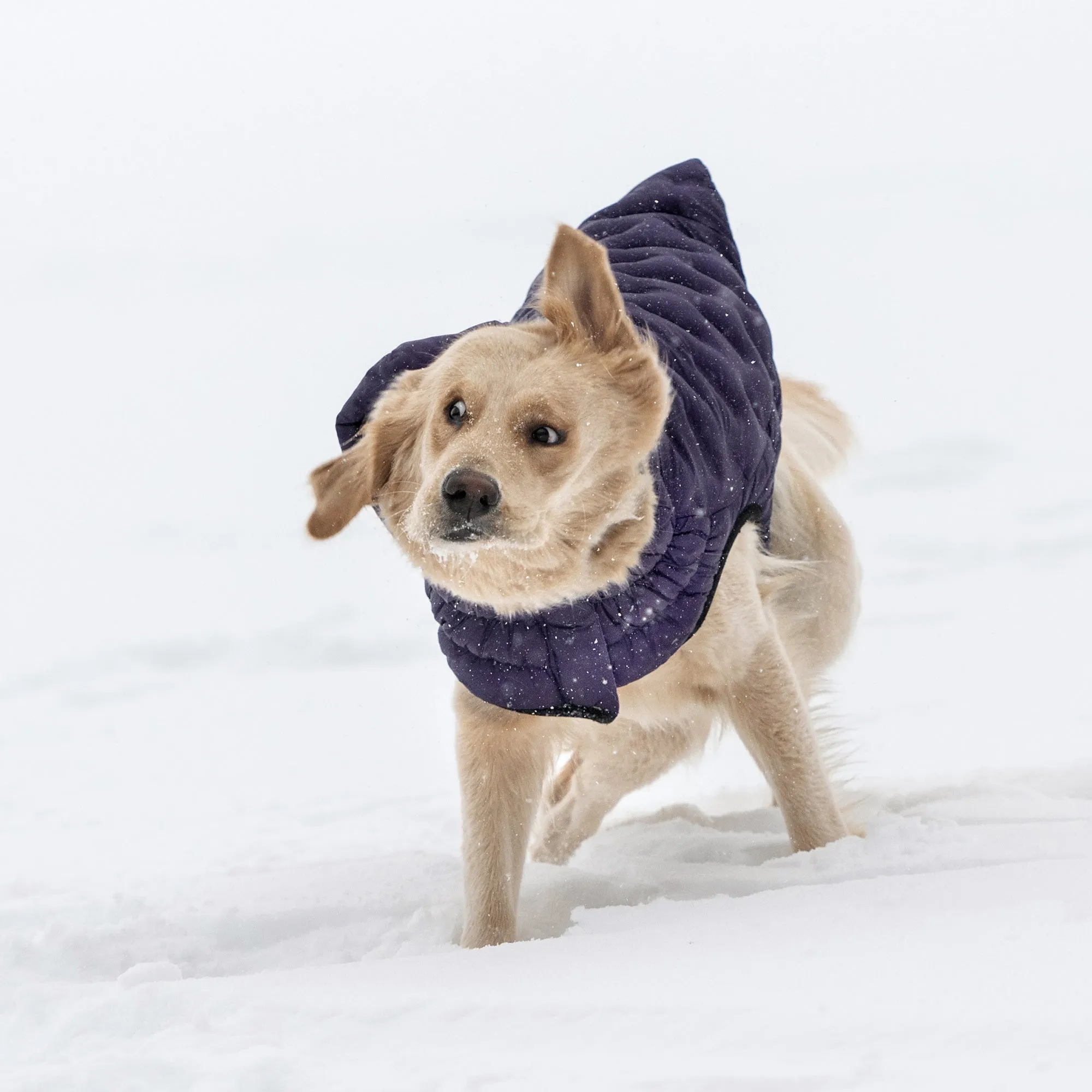 Cloud Dog Parka | Purple