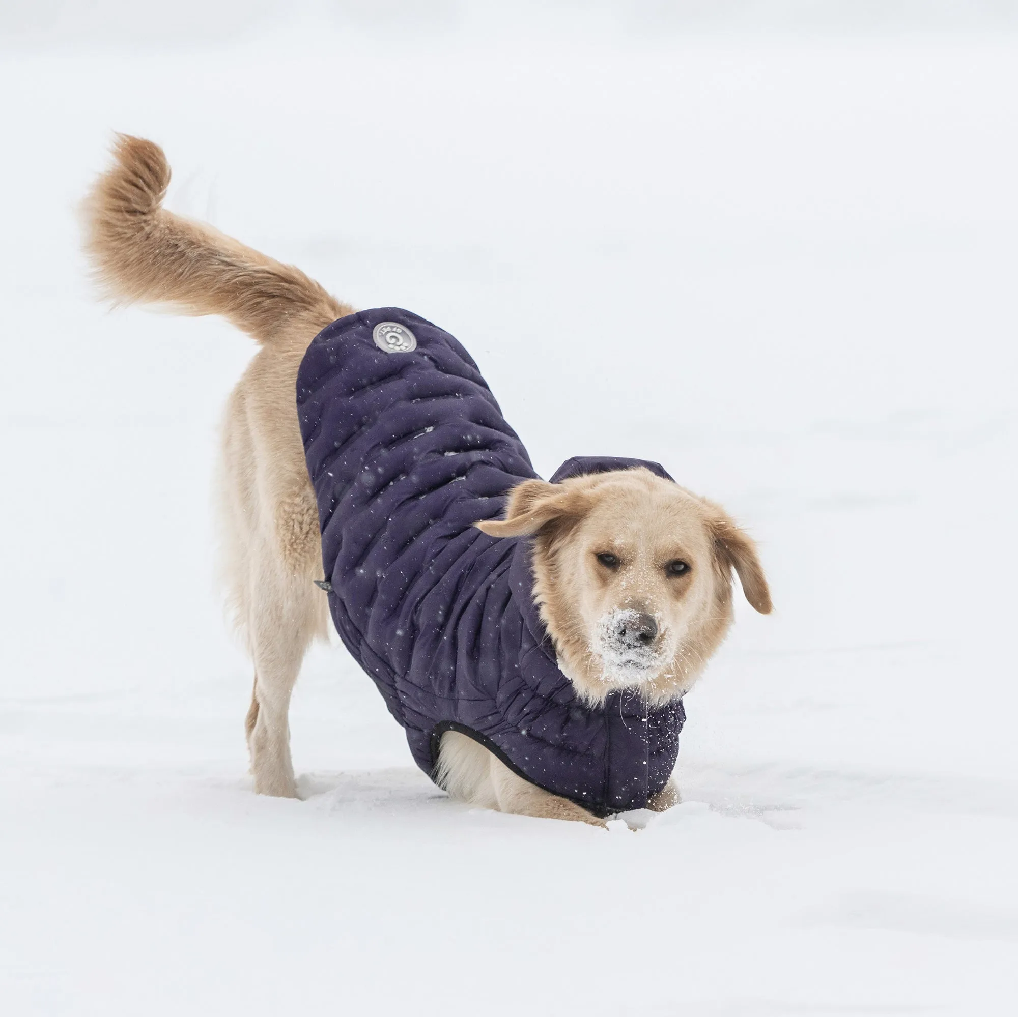 Cloud Dog Parka | Purple
