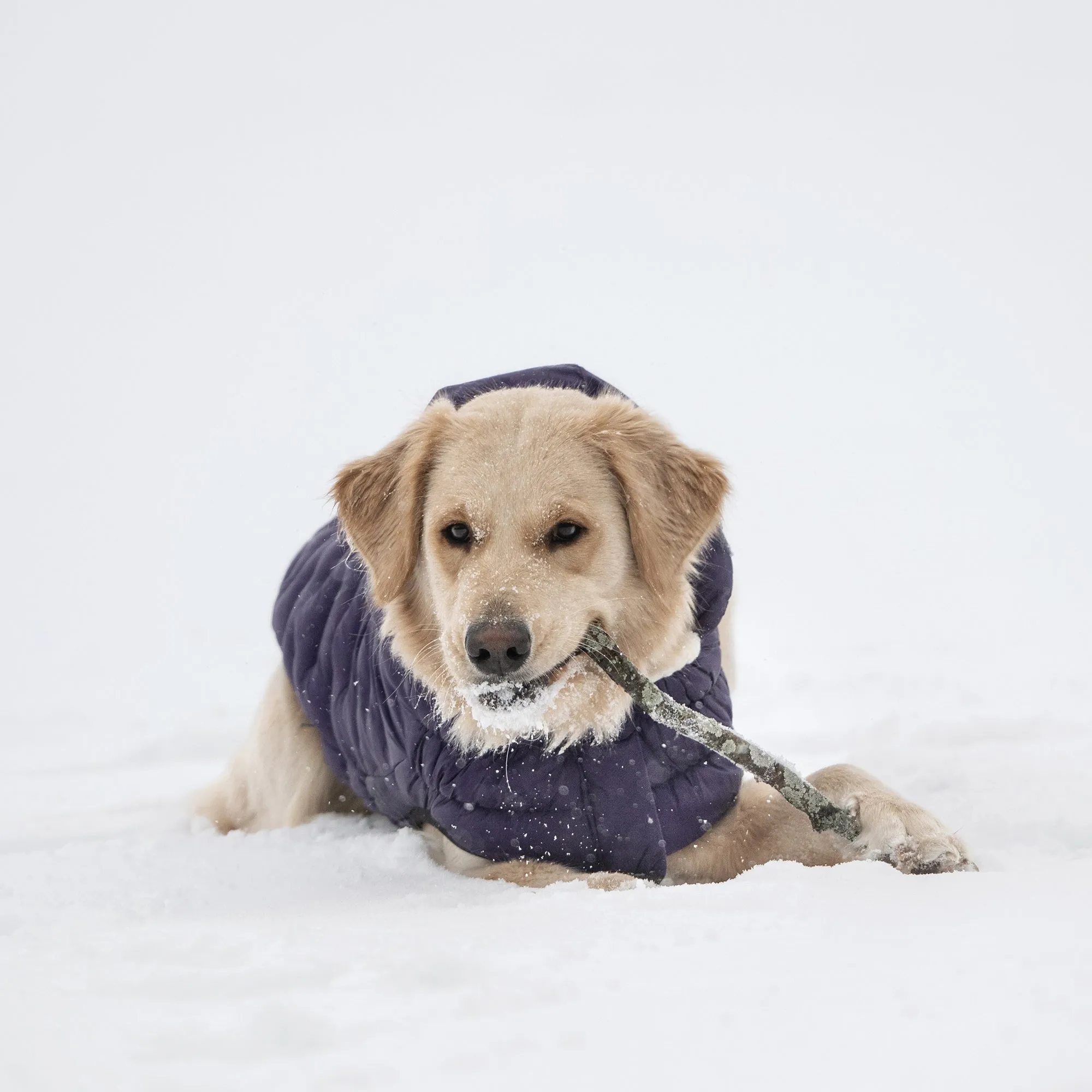 Cloud Dog Parka | Purple