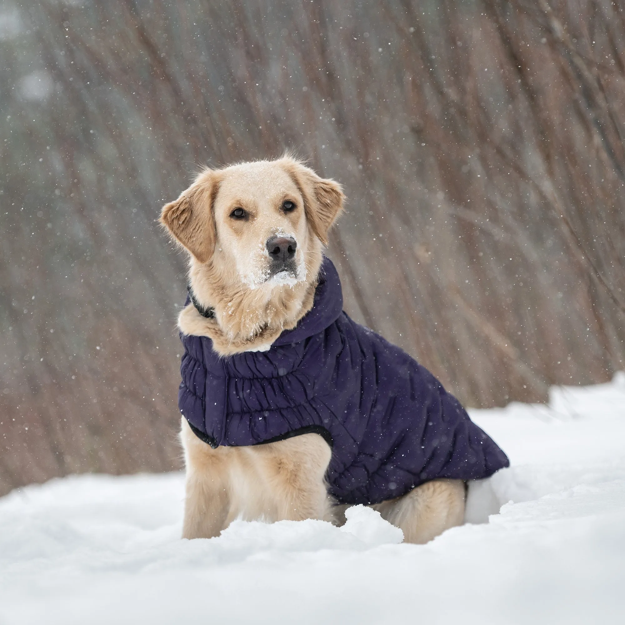 Cloud Dog Parka | Purple