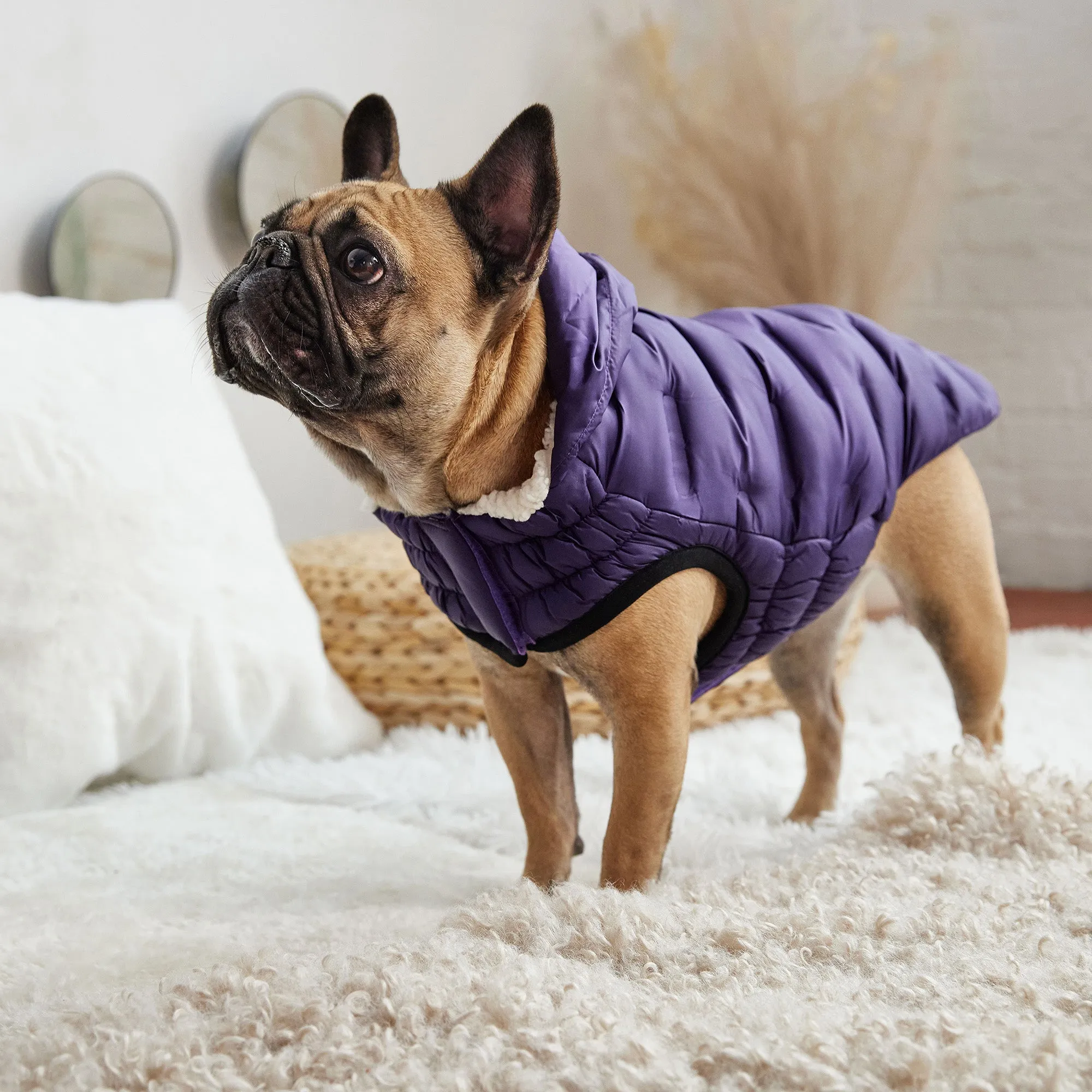 Cloud Dog Parka | Purple