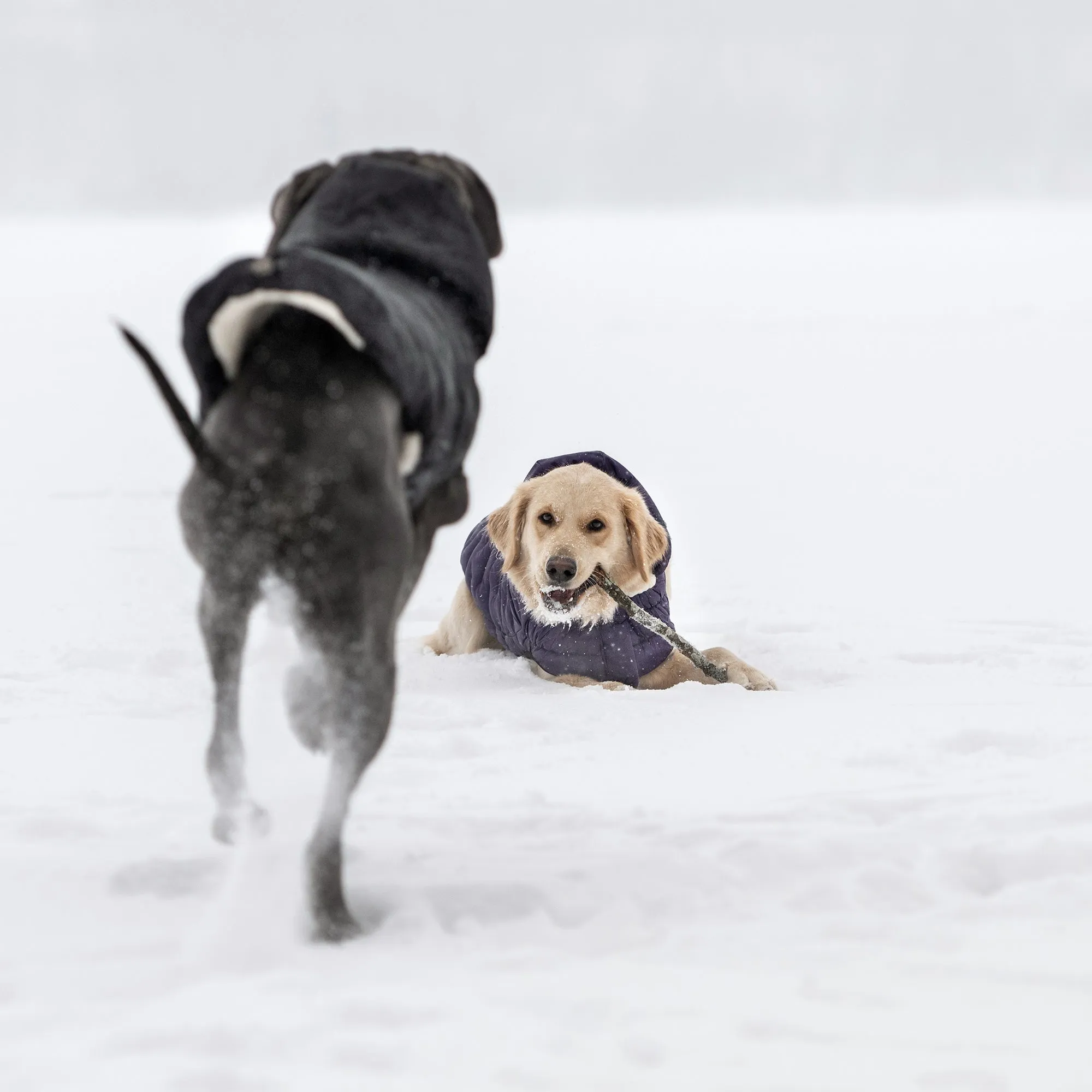 Cloud Dog Parka | Purple