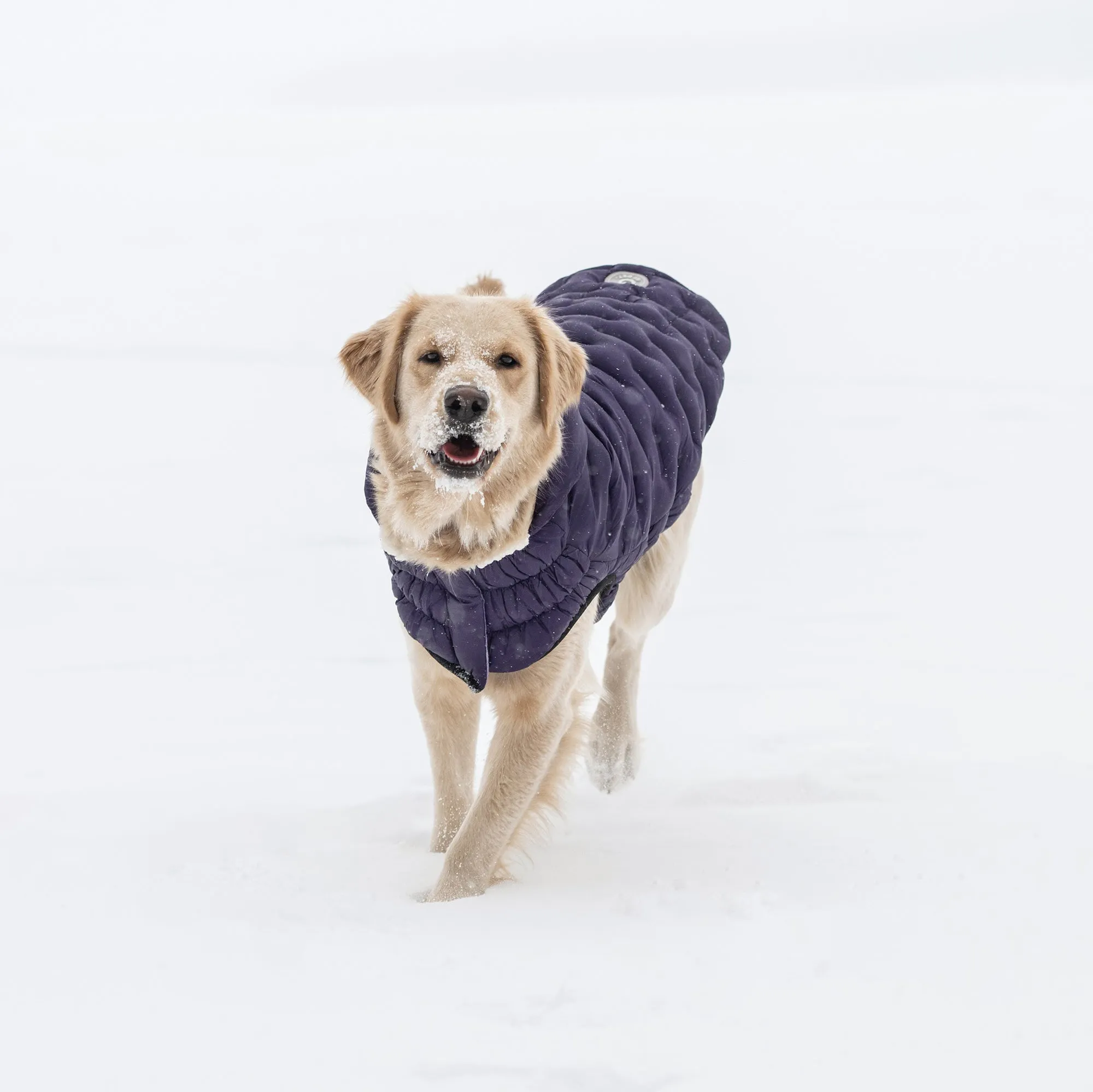 Cloud Dog Parka | Purple