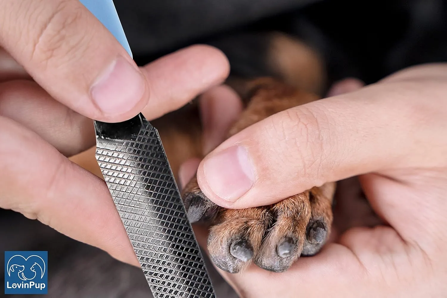Dog Nail Filer, Professional Nail Grooming Tool, Dog and Cat Nail Files, for Smoothing Rough Edges of Pets Nails, Best Nail Filer for Small/Large Dogs & Cats (1 Dog Nail Filer)