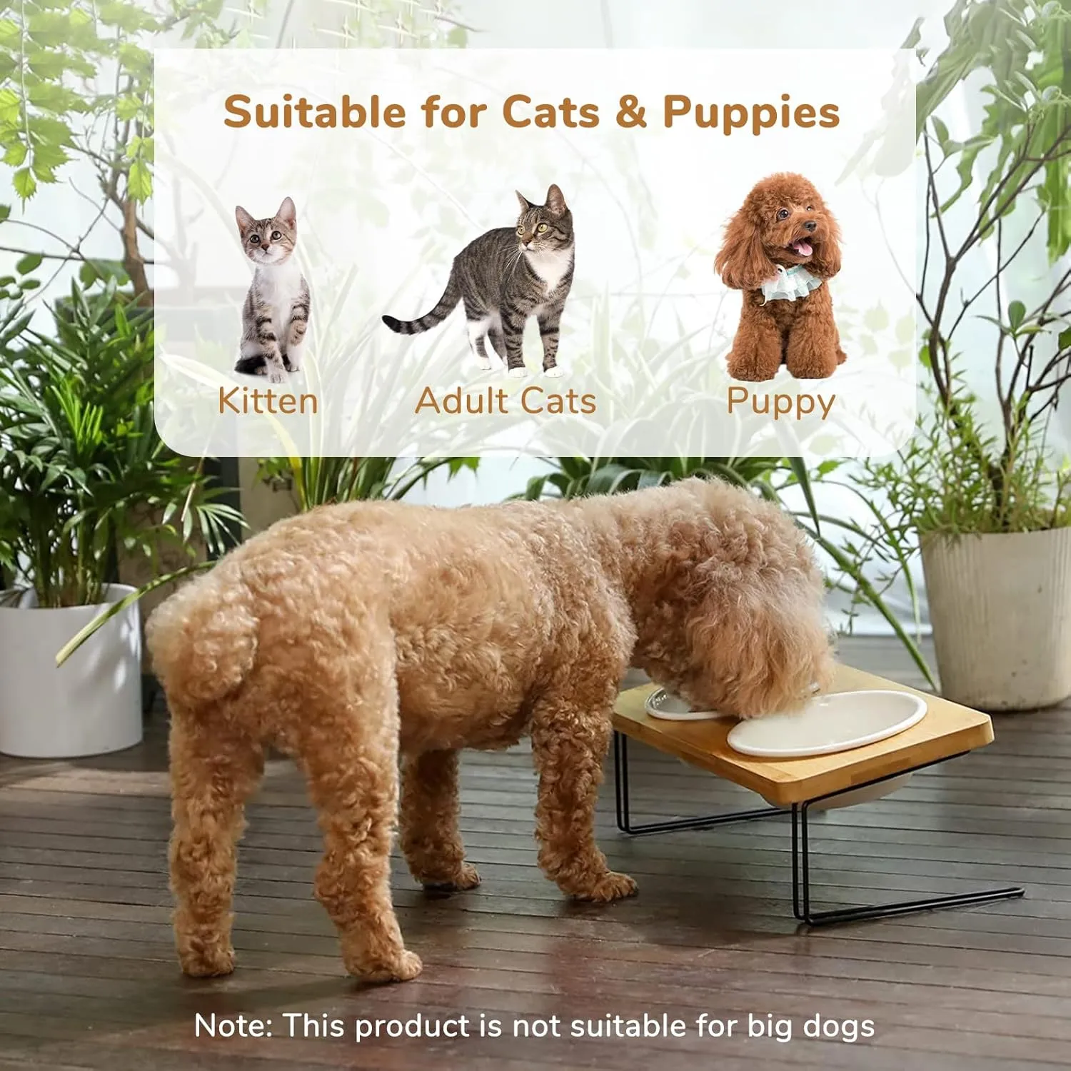FUKUMARU Elevated Cat Ceramic Bowls, Small Dog 15 Tilted Raised Food Feeding Dishes, Solid Bamboo Water Stand Feeder Set for Cats and Puppy