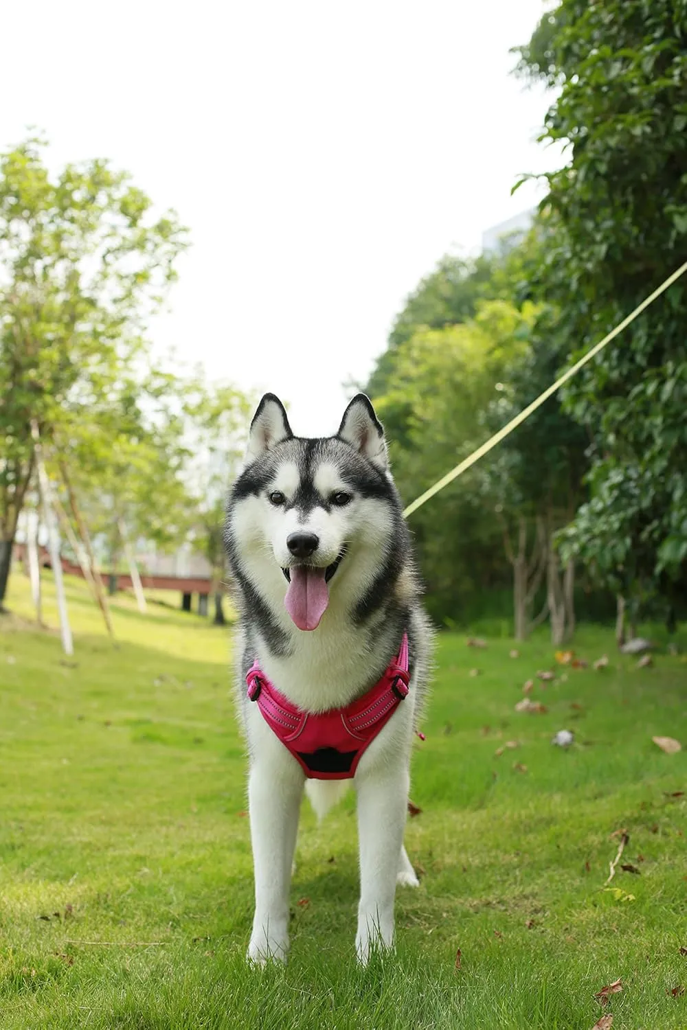 No Pull Dog Harness for Large Dogs, Dual Leash Attachments, Adjustable Soft but Strong Pet Harness with 3M Reflective Technology, Fuchsia Nylon, XS (Chest: 13-16")