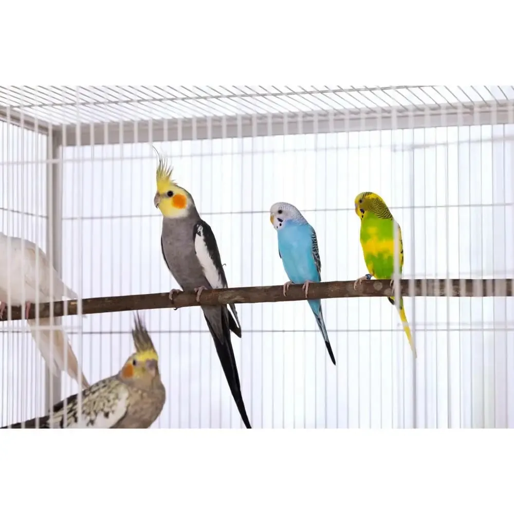Prevue Pet Products Small Bird Wrought Iron Flight Bird Cage F041